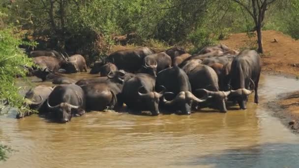 Manada Buffalo Africano Fica Waterhole Bebe Água Lamacenta Tiro Largo — Vídeo de Stock