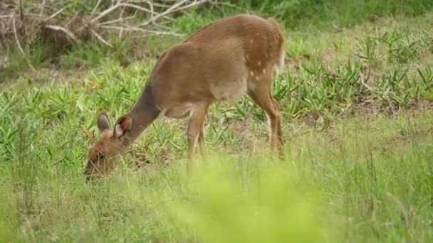 Alerta Fêmea Bushbuck Pastagens Grama Mantendo Olho Atento Câmera Movimento — Vídeo de Stock