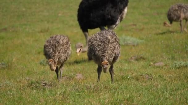 Jonge Struisvogels Voedergewassen Met Vader Kragga Kamma Game Park Zuid — Stockvideo