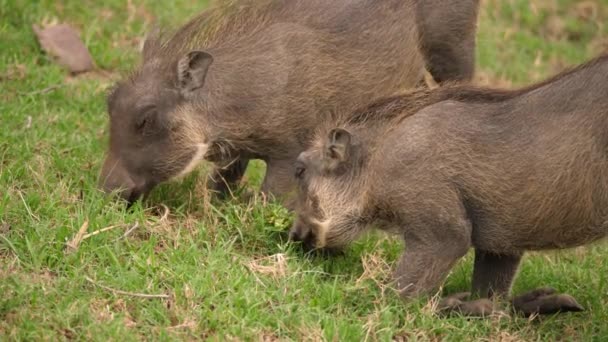 Dos Warthogs Comiendo Hierba Arrodillándose Con Las Piernas Dobladas Sudáfrica — Vídeos de Stock