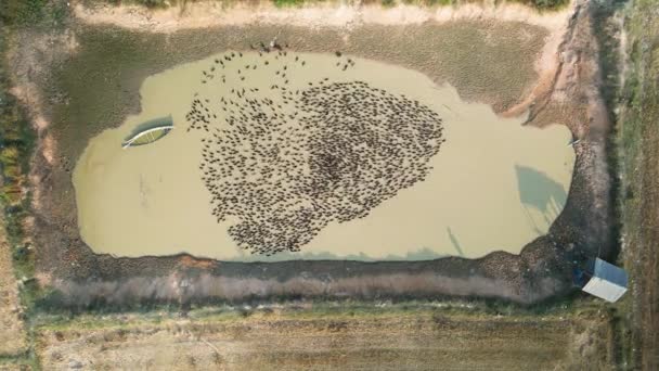 Veel Natuurlijke Eenden Biologisch Gekweekt Gaan Voor Een Peddel Wassen — Stockvideo