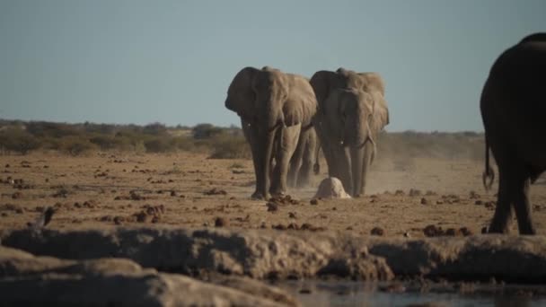 Grupo Elefantes Caminando Desde Campo Abierto Hacia Espectador — Vídeo de stock