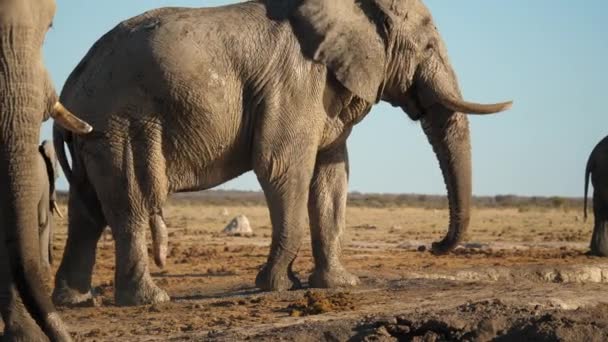 Erect Bull African Elephant Shaking Head Walking Away — Stock Video