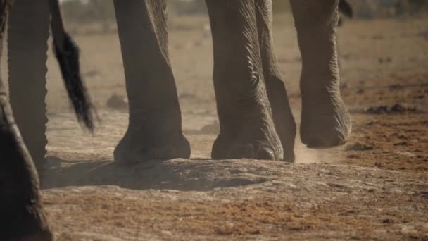 Closeup Elephant Feet Standing Waterhole — Stock Video