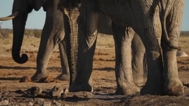 African Elephant Walking Away Slowly Herd — Stock Video