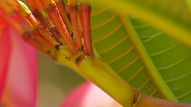 Primer Plano Del Racimo Del Tallo Arbusto Frangipani — Vídeos de Stock