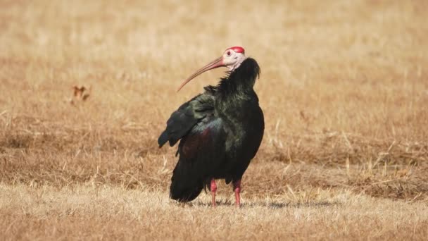 Södra Skalliga Ibis Står Plats Grooming Sig Vinden — Stockvideo