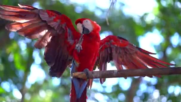 Papagaio Vermelho Ave Exótica Selva — Vídeo de Stock