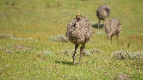 Baby Struts Promenader Grön Gräsmark Kragga Kamma Game Park Sydafrika — Stockvideo