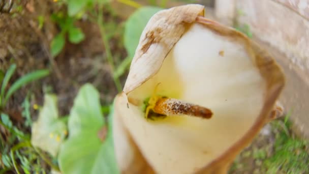 Крабовий Павук Африканській Квітці Лілії — стокове відео