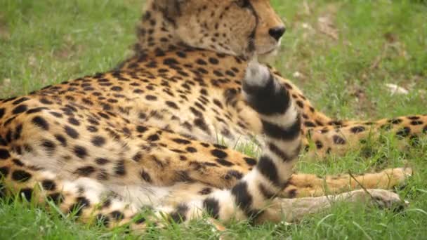 Close Cheetah Knippert Staart Terwijl Rust Groen Gras Zuid Afrika — Stockvideo