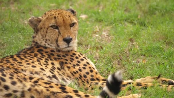 Cheetah Knippert Langzaam Naar Camera Kijkt Weg Trillende Staart Gras — Stockvideo