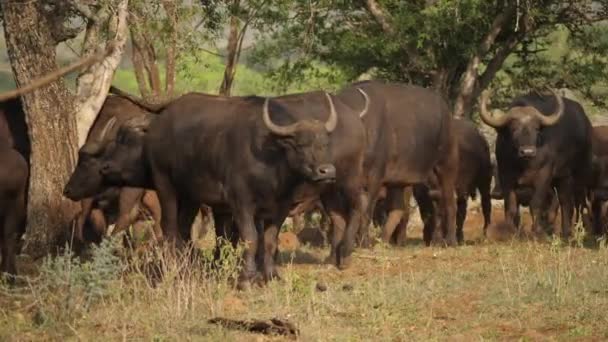 Flokken Afrikanske Cape Buffalo Vandre Gennem Savanna Woodland Trees – Stock-video