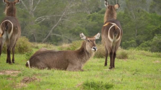 Boucs Eau Femelles Reposant Dans Prairie Verte Forêt Boisée Sud — Video