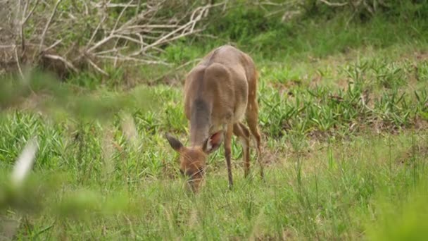 Bucha Fêmea Pastoreia Kragga Kamma Game Park Port Elizabeth África — Vídeo de Stock