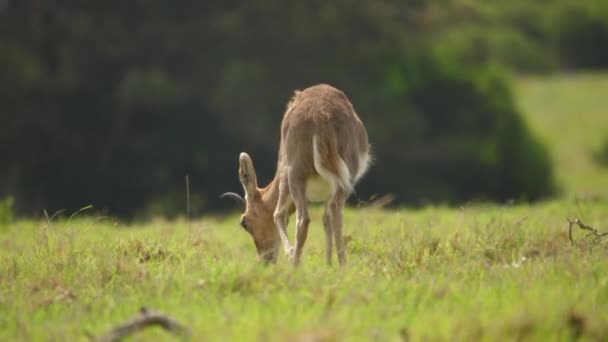 Dağ Antilopları Altın Saat Çayırında Yavaşça Çimlere Uzanır — Stok video