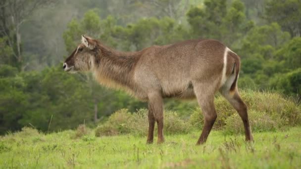 Bouc Eau Femelle Mâchant Dans Une Prairie Luxuriante Tournage Circulaire — Video