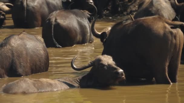 Slowmo Africano Buffalo Lambe Nariz Deitado Muddy Waterhole Com Rebanho — Vídeo de Stock