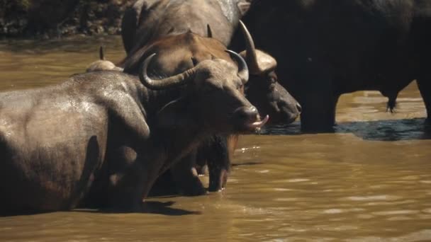 Afrikanischer Büffel Leckt Nase Wasserloch Mit Herde Südafrika Slowmo — Stockvideo
