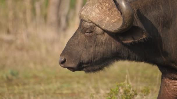 Cape Buffalo Boğası Yürüyor Burun Yalıyor Yavaş Çekim Kapanış Zleme — Stok video