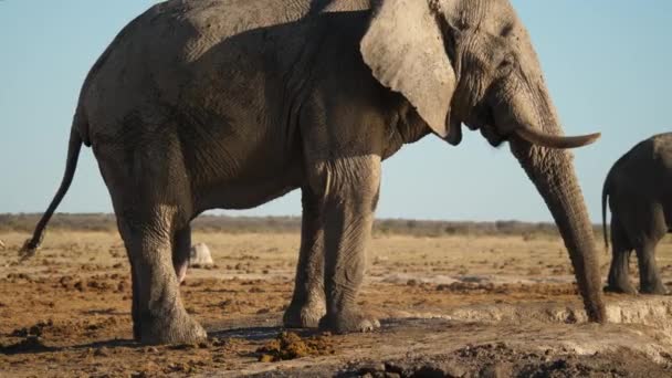 Elefante Africano Toro Rociando Agua Vientre — Vídeo de stock