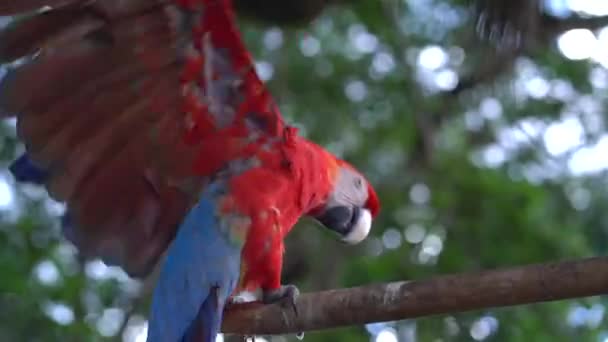 Kırmızı Papağan Kanat Çırpıyor Kırmızı Papağan — Stok video