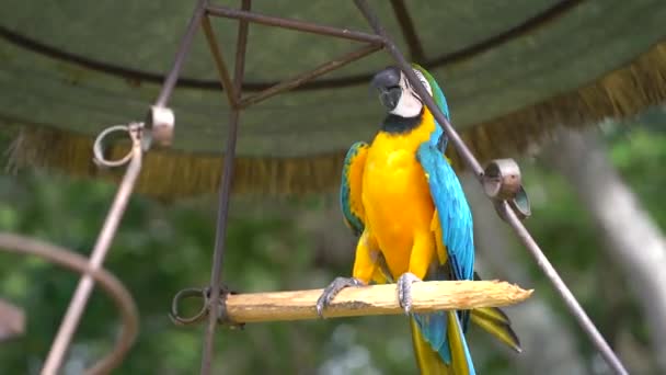 黄色のマカウの棒に立っている グアテマラの鳥 — ストック動画