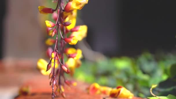 Kwiat Lalki Thunbergia Kwiat Egzotyczny — Wideo stockowe