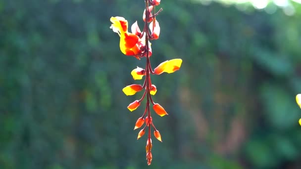 Poupée Thunbergia Fleur Fleurs Suspendues Tropicales — Video