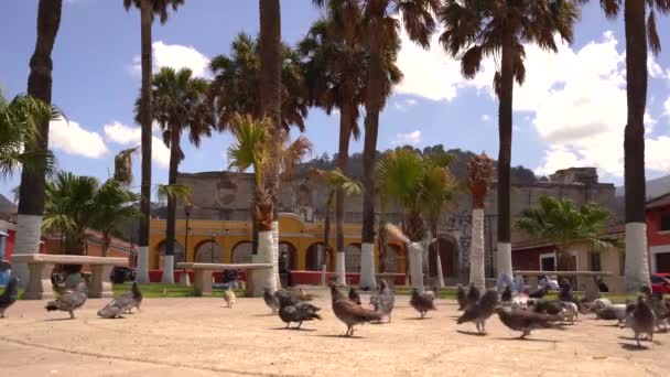 Pigeons Colonial Hispanic Street — Stock Video