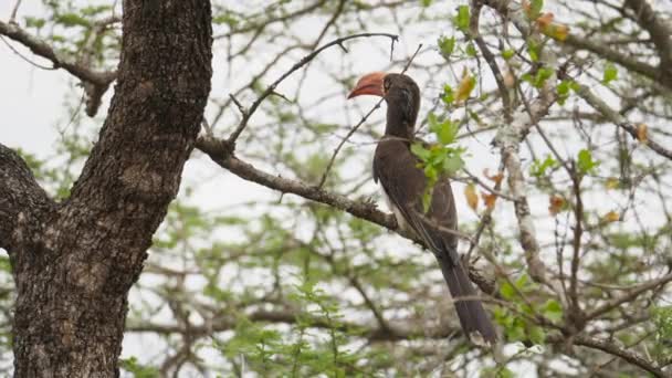 Όμορφο Crowned Hornbill Σκαρφαλωμένο Στο Δέντρο Ανοίγει Φτερά Και Μύγες — Αρχείο Βίντεο