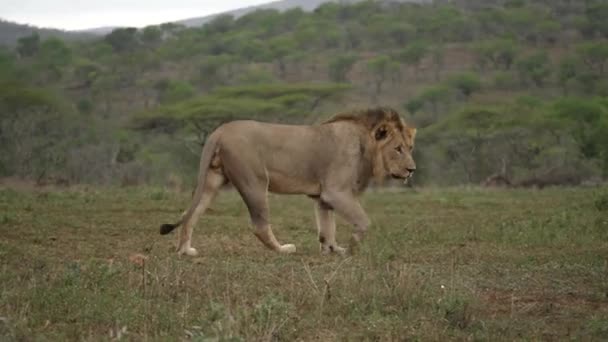 León Grande Caminando Enérgicamente Otro Une — Vídeo de stock