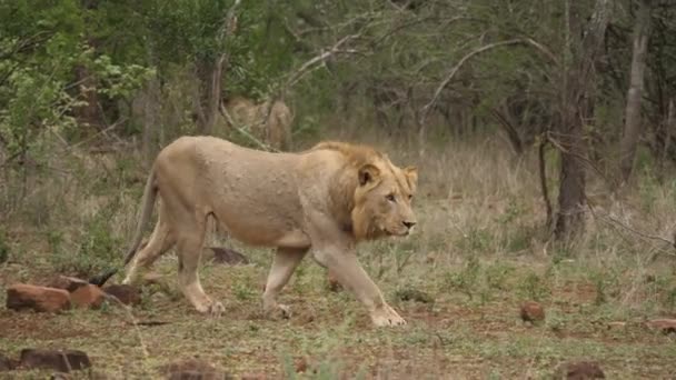 Löwe Alarmbereitschaft Läuft Über Das Gras Auf Einen Anderen Löwen — Stockvideo