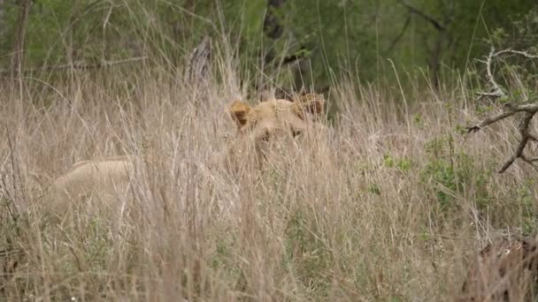 Jeune Lion Mâle Lève Repos Marche Lentement Lécher Les Lèvres — Video