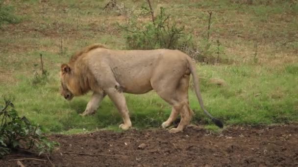 León Caminando Través Tierra Detiene Mirar — Vídeos de Stock