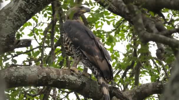 Águila Coronada Africana Posada Sobre Árbol Observando Sus Alrededores — Vídeo de stock
