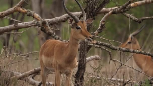 Impala Стоїть Їсть Інший Приходить Боротися Бак Рогами — стокове відео