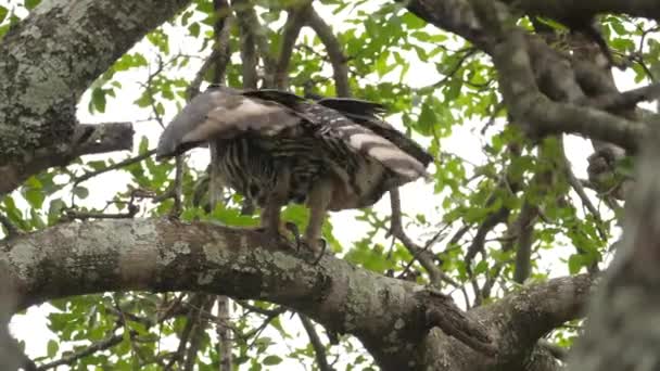 大鹰从树枝上飞走时的后视镜 — 图库视频影像