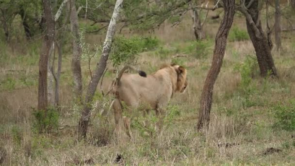 León Camina Hasta Árbol Las Marcas Olor Orinando — Vídeo de stock