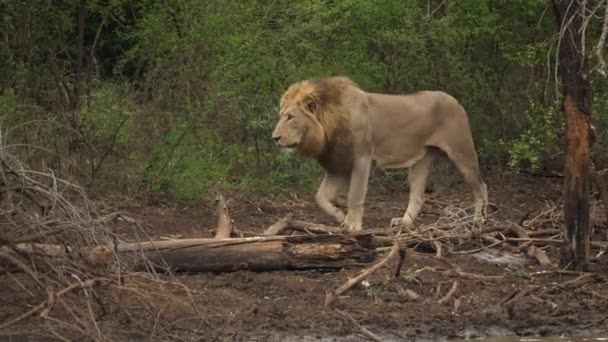 Rastreo León Caminando Través Del Bosque Seco — Vídeos de Stock