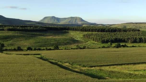 Aumento Aéreo Sobre Campos Maíz Revela Enorme Granja Soja Distancia — Vídeo de stock