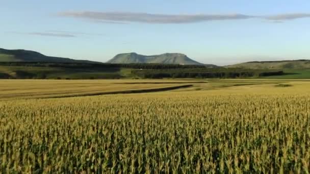 Langsamer Tiefflug Über Robustes Landwirtschaftliches Maisfeld — Stockvideo