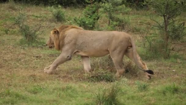 León Caminando Por Hierba — Vídeo de stock