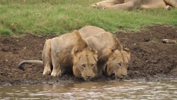 Deux Lions Côté Autre Eau Potable Rivière — Video