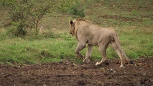 Lion Marchant Travers Saleté Rencontrant Autres Lions — Video
