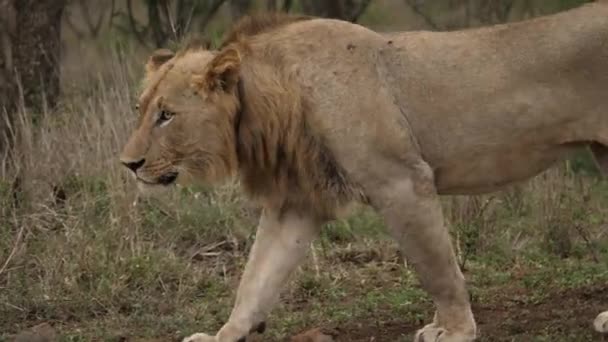 Lähikuva Epäkypsä Uros Leijona Kävelee Hitaasti Läpi Savannah — kuvapankkivideo