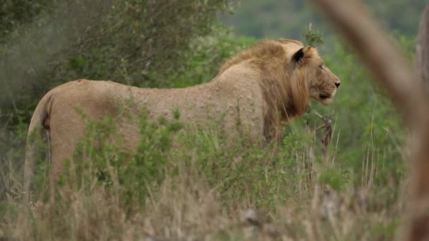 Grote Mannelijke Leeuw Beweegt Rustig Als Hij Vooruit Kijkt — Stockvideo