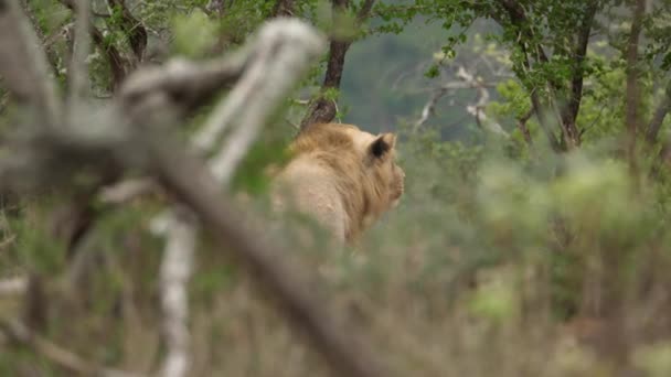 Longe Leão Olhando Atentamente Enquanto Ele Caça — Vídeo de Stock