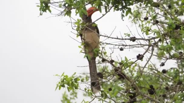Crowned Hornbill Flies Swinging Branch — Stock Video