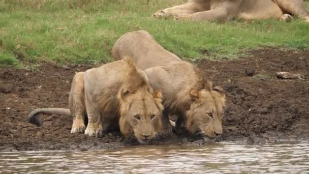 Два Льва Присел Питьевой Воды Реки — стоковое видео